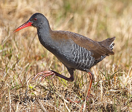 African Rail